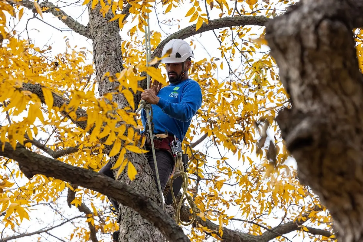 Skilled Emergency Tree Service crew working in Slovan